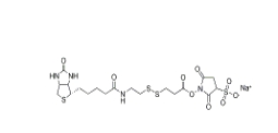 325143-98-4 Sulfo-NHS-SS-biotin,Sulfo-NHS-SS-Biotin sodium 生物素-二硫鍵-磺酸-琥珀酰亞胺酯