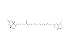 1253286-56-4,Biotin-PEG3-NHS,生物素-PEG3-NHS酯