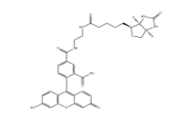 957494-27-8 生物素(5-熒光素)綴合物 BIOTIN (5-FLUORESCEIN) CONJUGATE