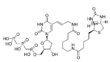 [CAS 1221498-88-9]，Biotin-11-dUTP 